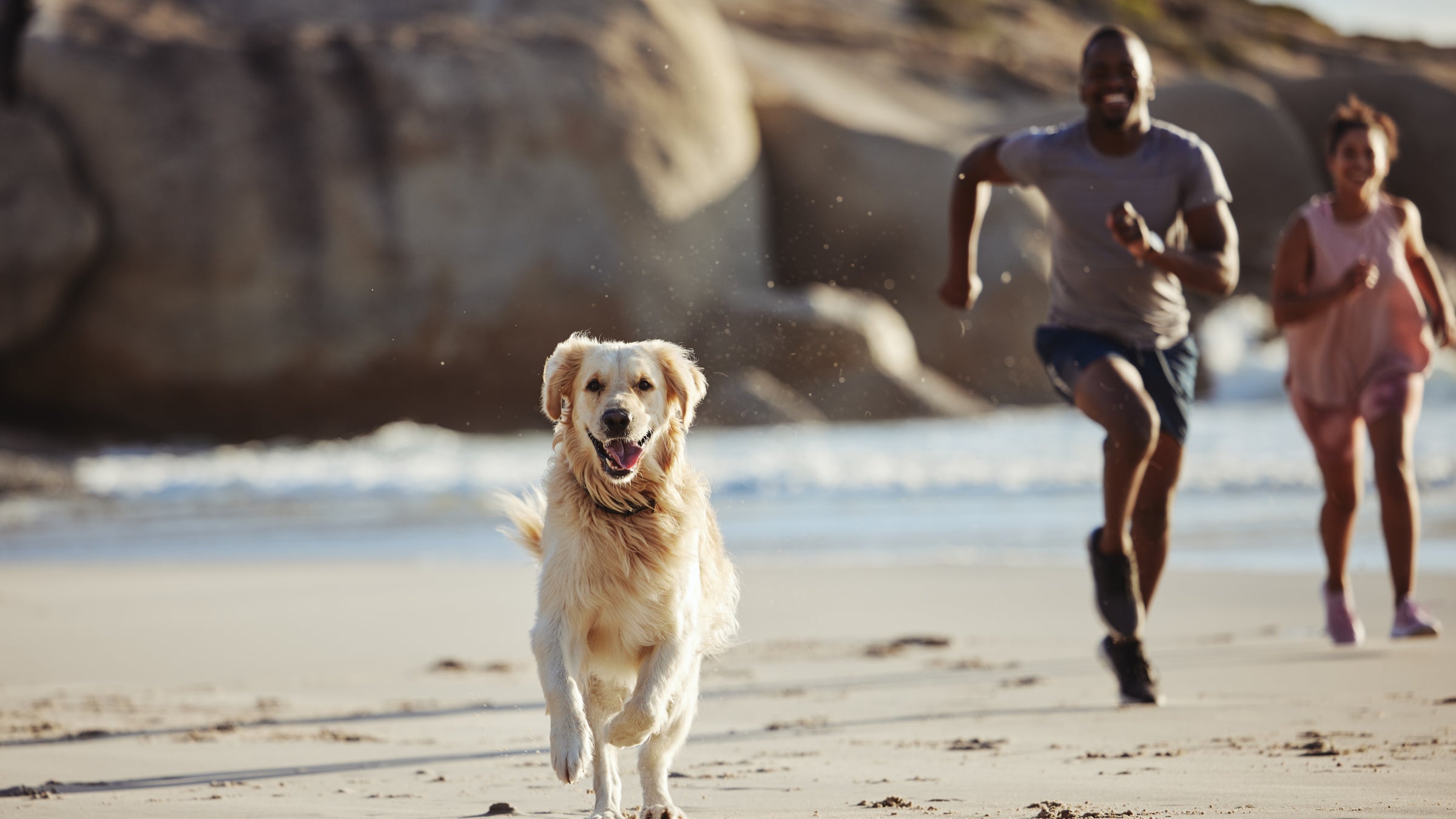 Dogs and people love running on beaches