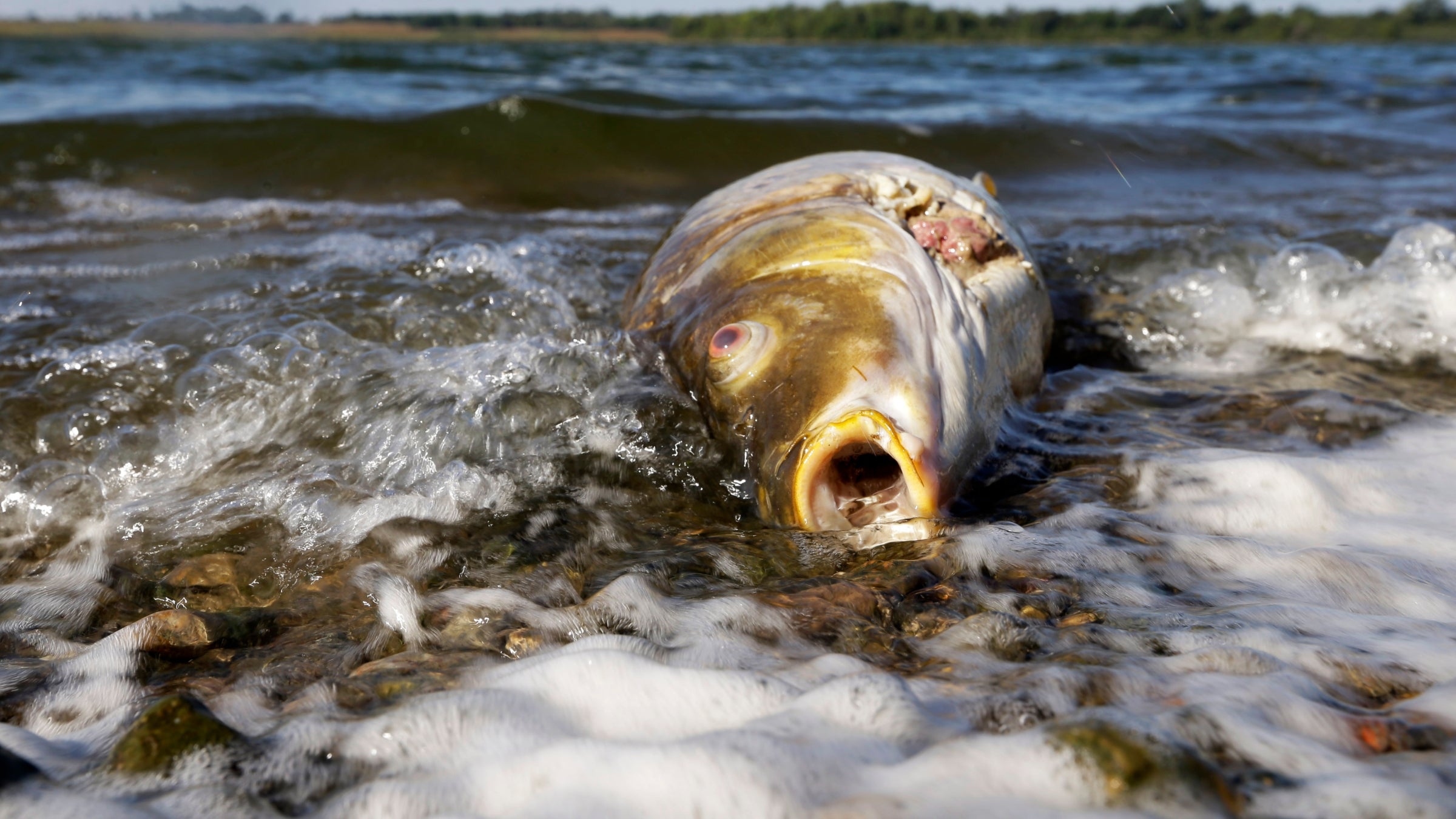 A dead fish floating in dark brown, foamy water.