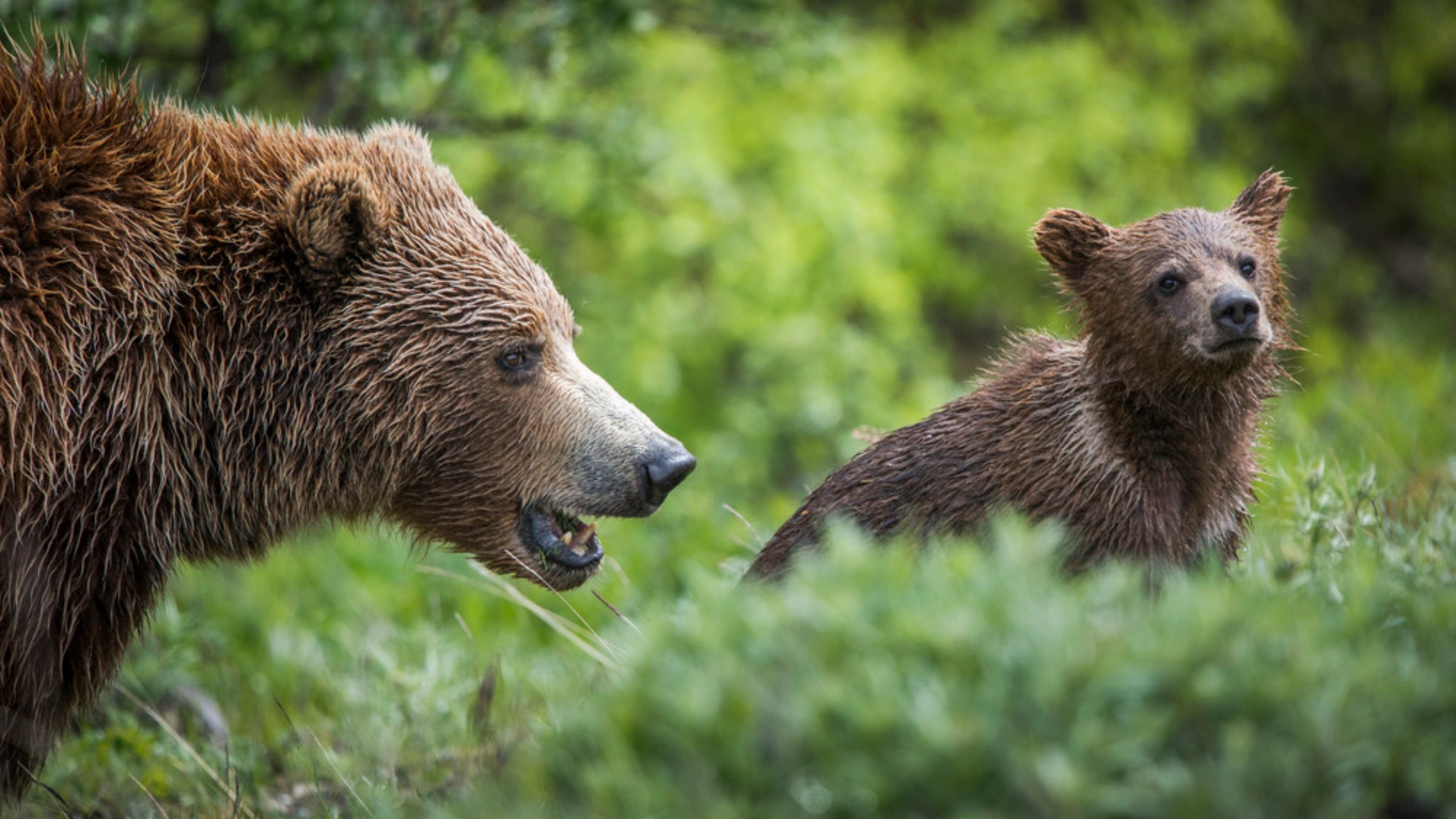 An adult grizzly bear and a baby grizzly bear standing in tall green grass and shrubbery.