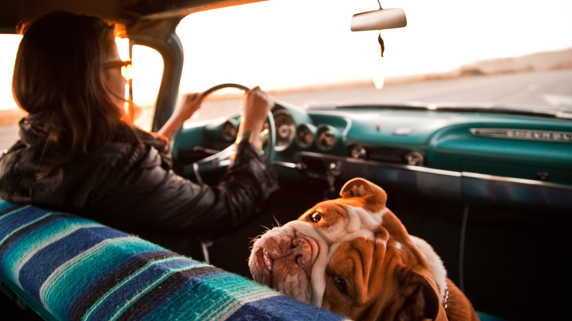A driver and her dog road-tripping