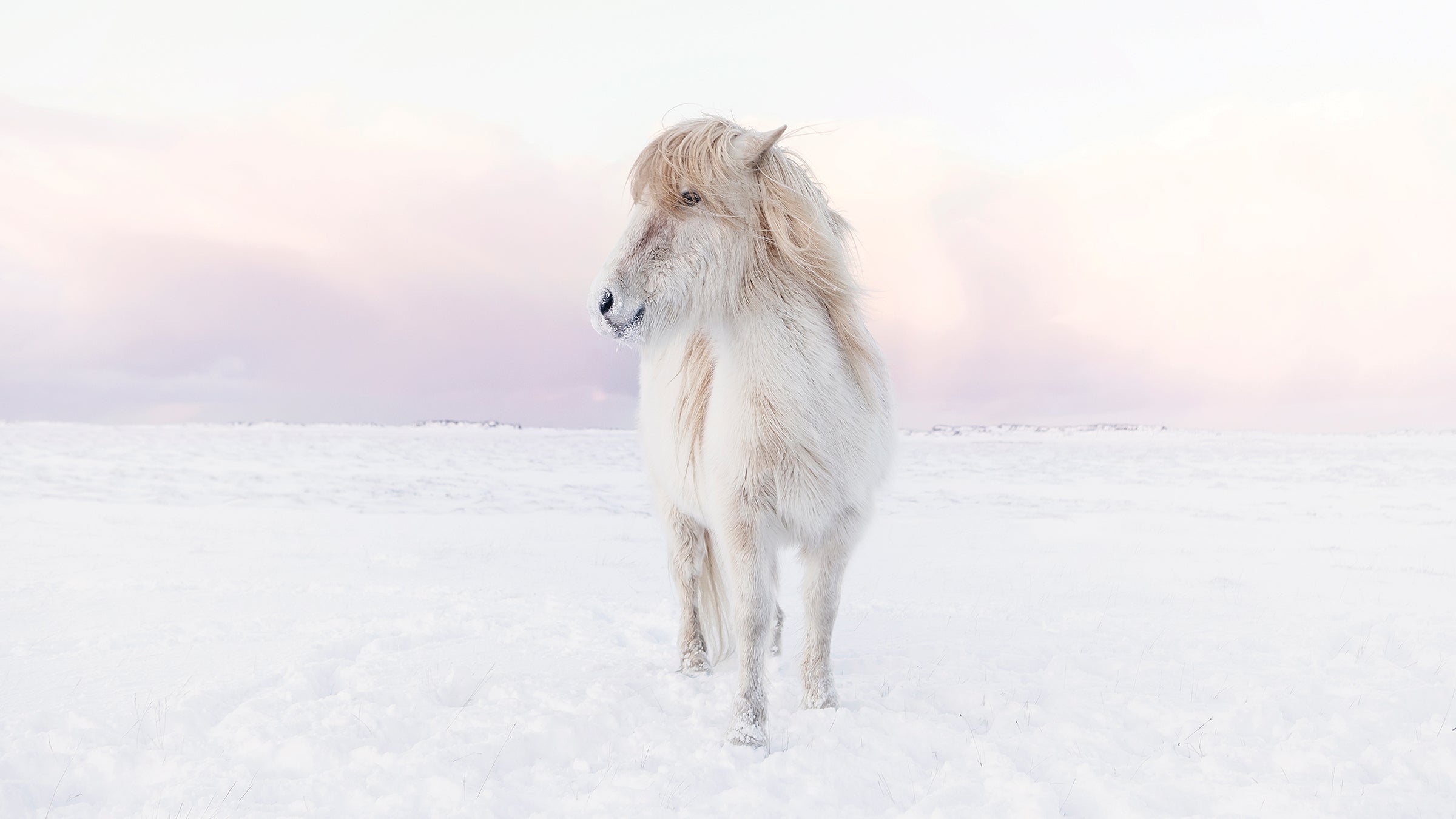 Icelandic Horse standing in a snow looking away