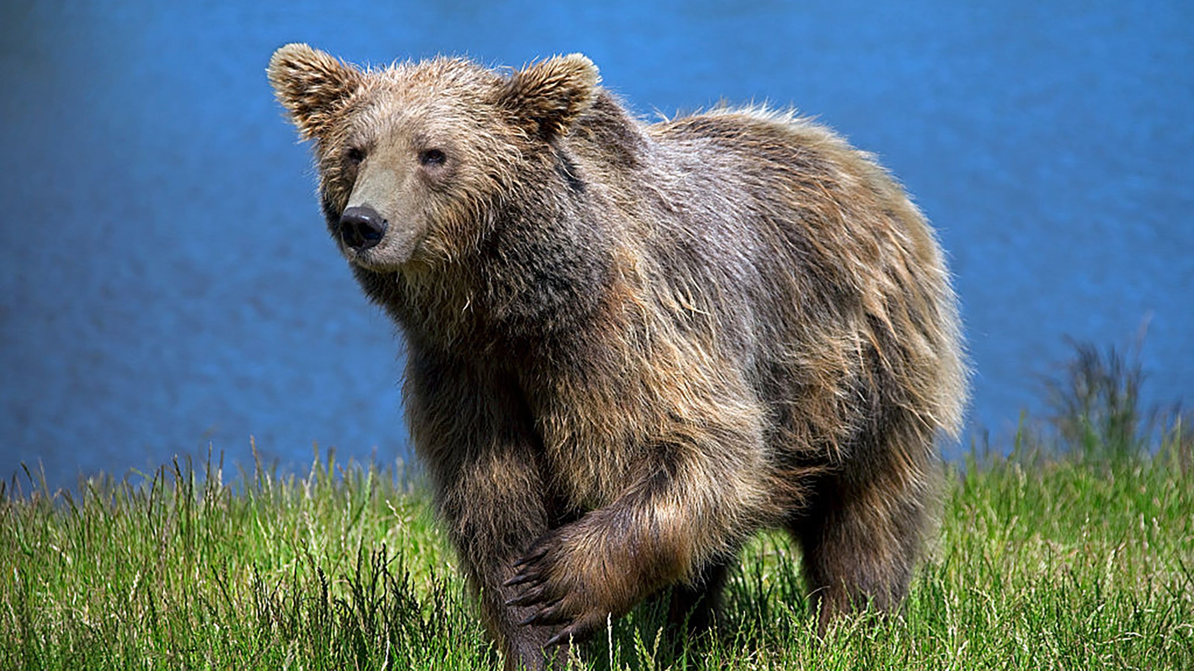 A brown bear in Sweden gazes at the camera.