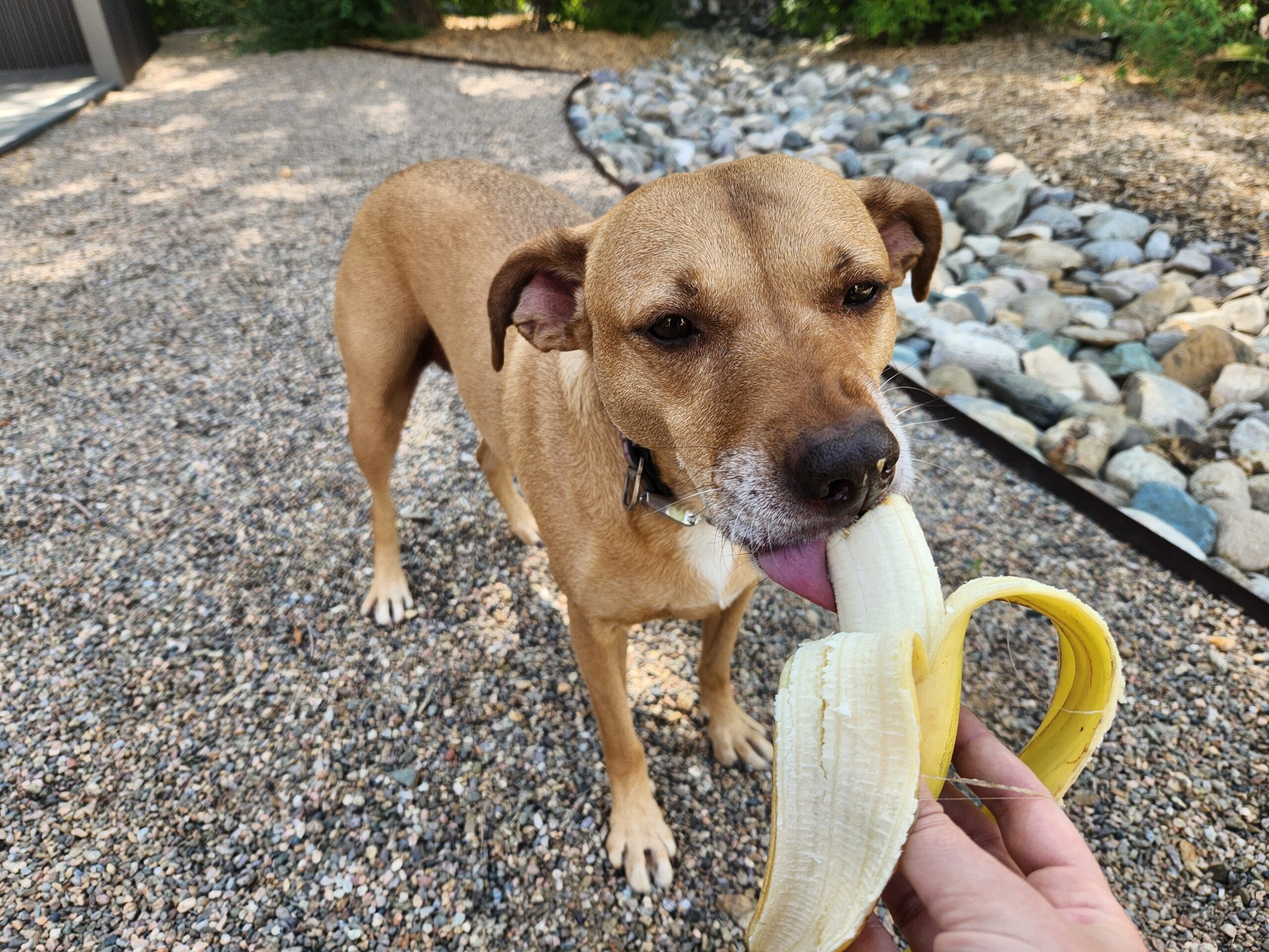 Can Dogs Eat Bananas (and Other Human Snacks?)