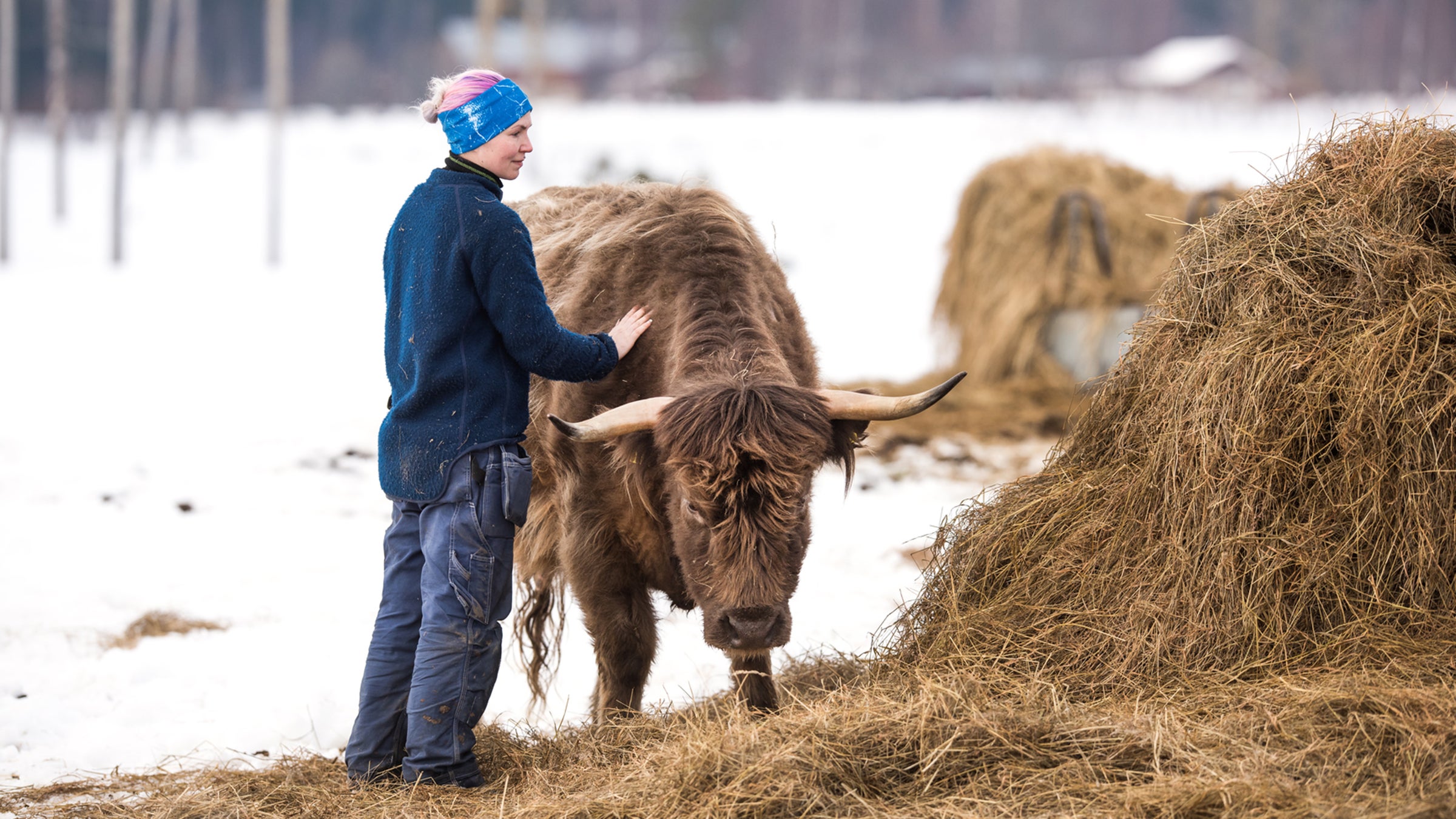 a female farmer taking care of her highland cattle in a winter scenery