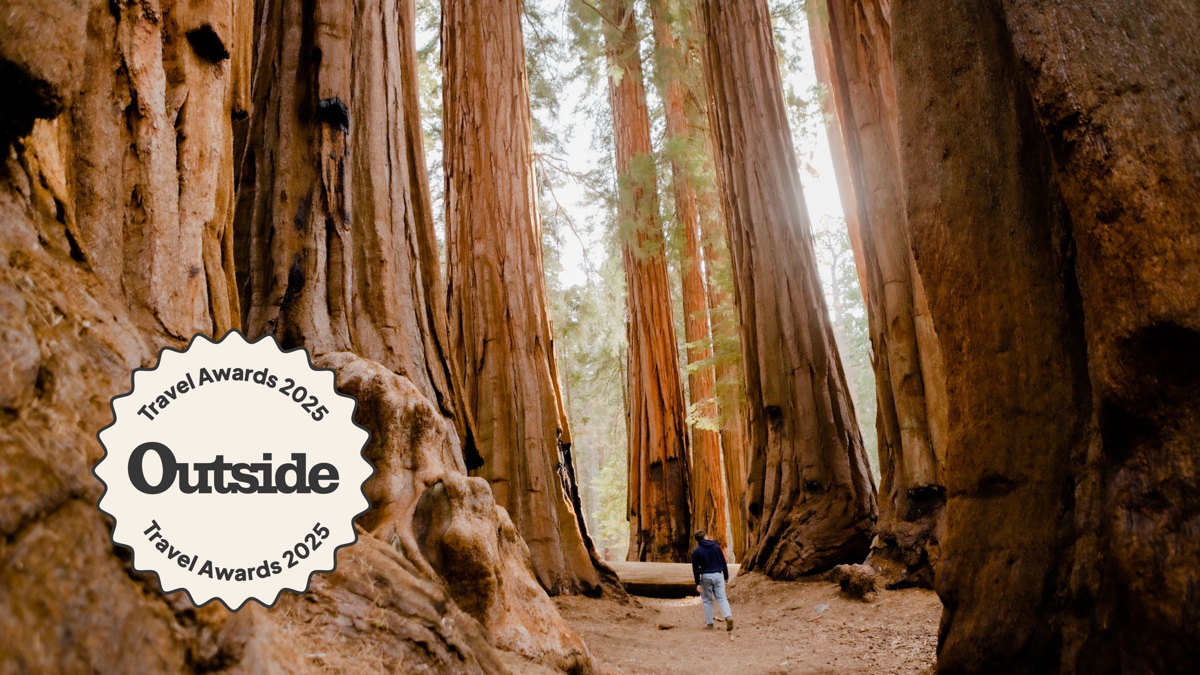 man walking through massive Sequoias