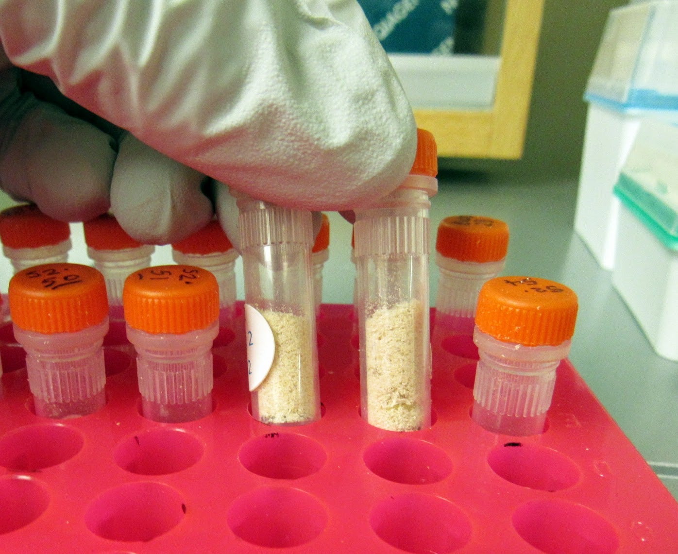 powdered maple sawdust in a test tube
