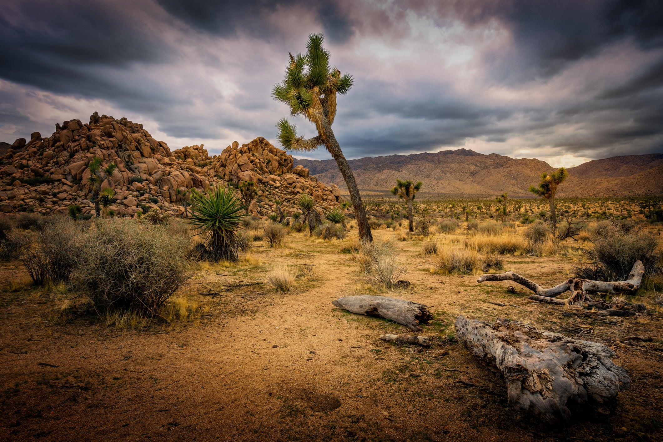 Joshua Tree officials warn of severe weather ahead of Labor Day weekend. EyeEm Mobile GmbH/Getty Images
