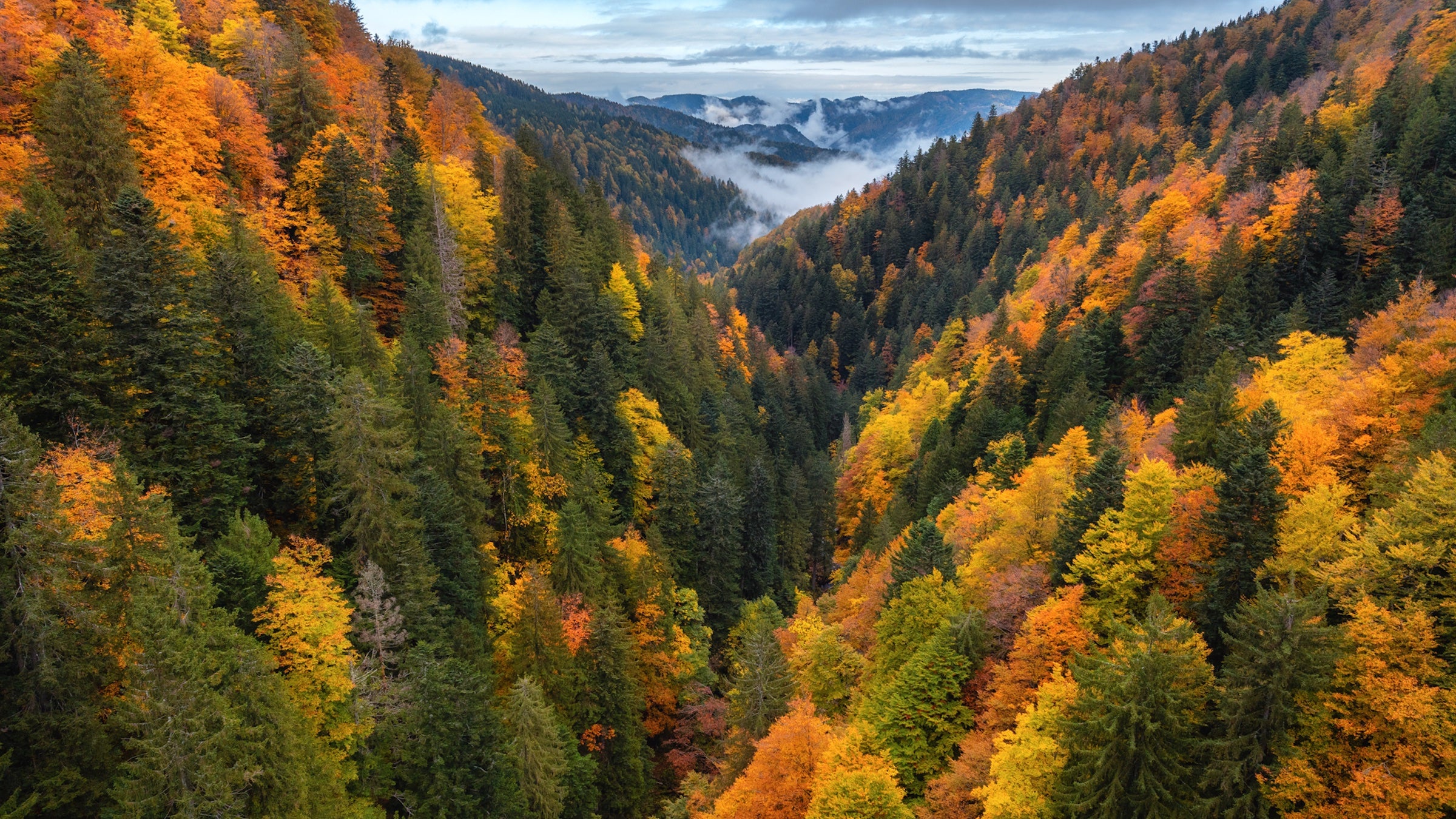 yellow leaves starting to change in the mountains