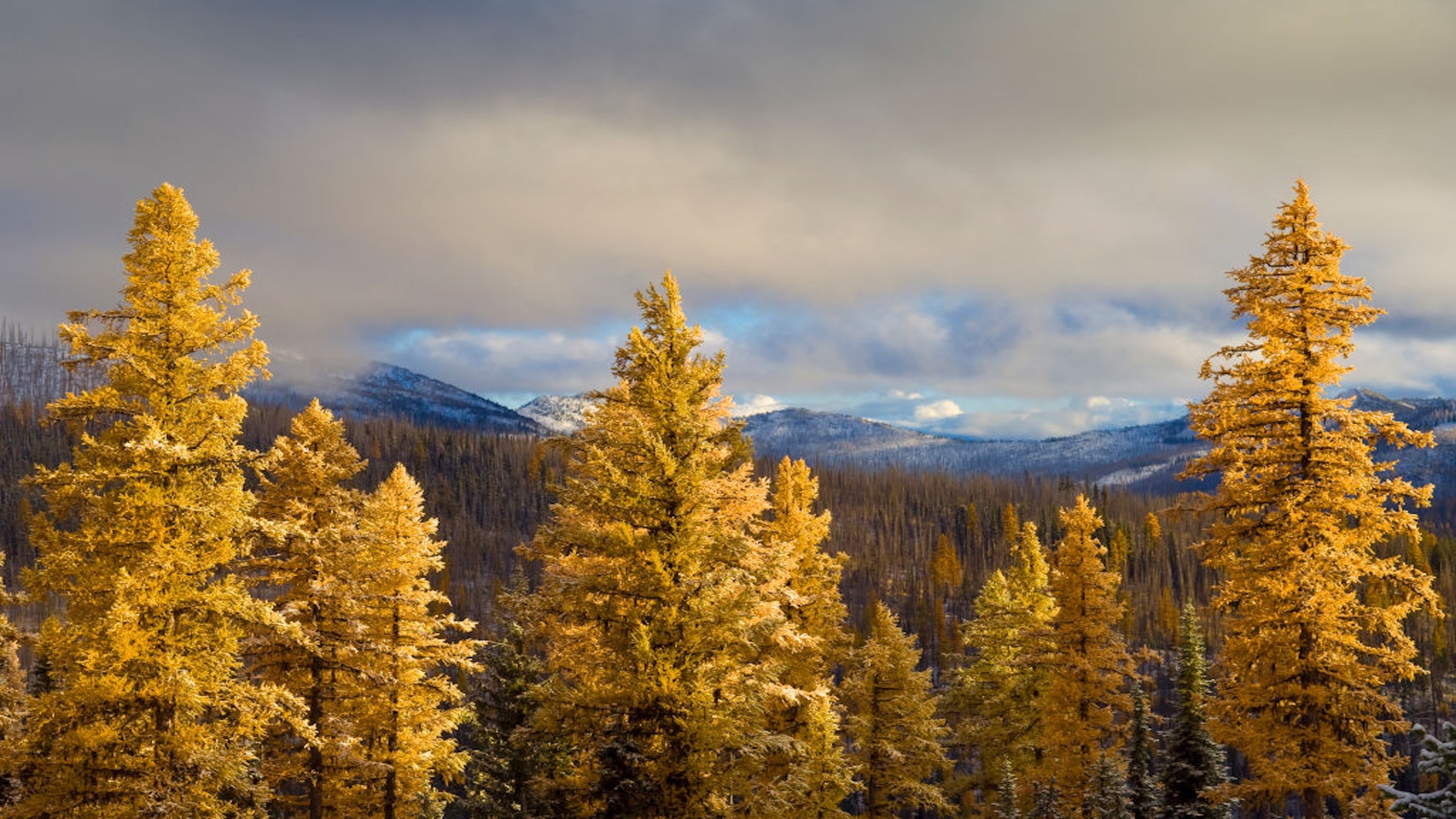 Want to See Gus, a Tree Taller than the Statue of Liberty?
Follow This Easy Hike.