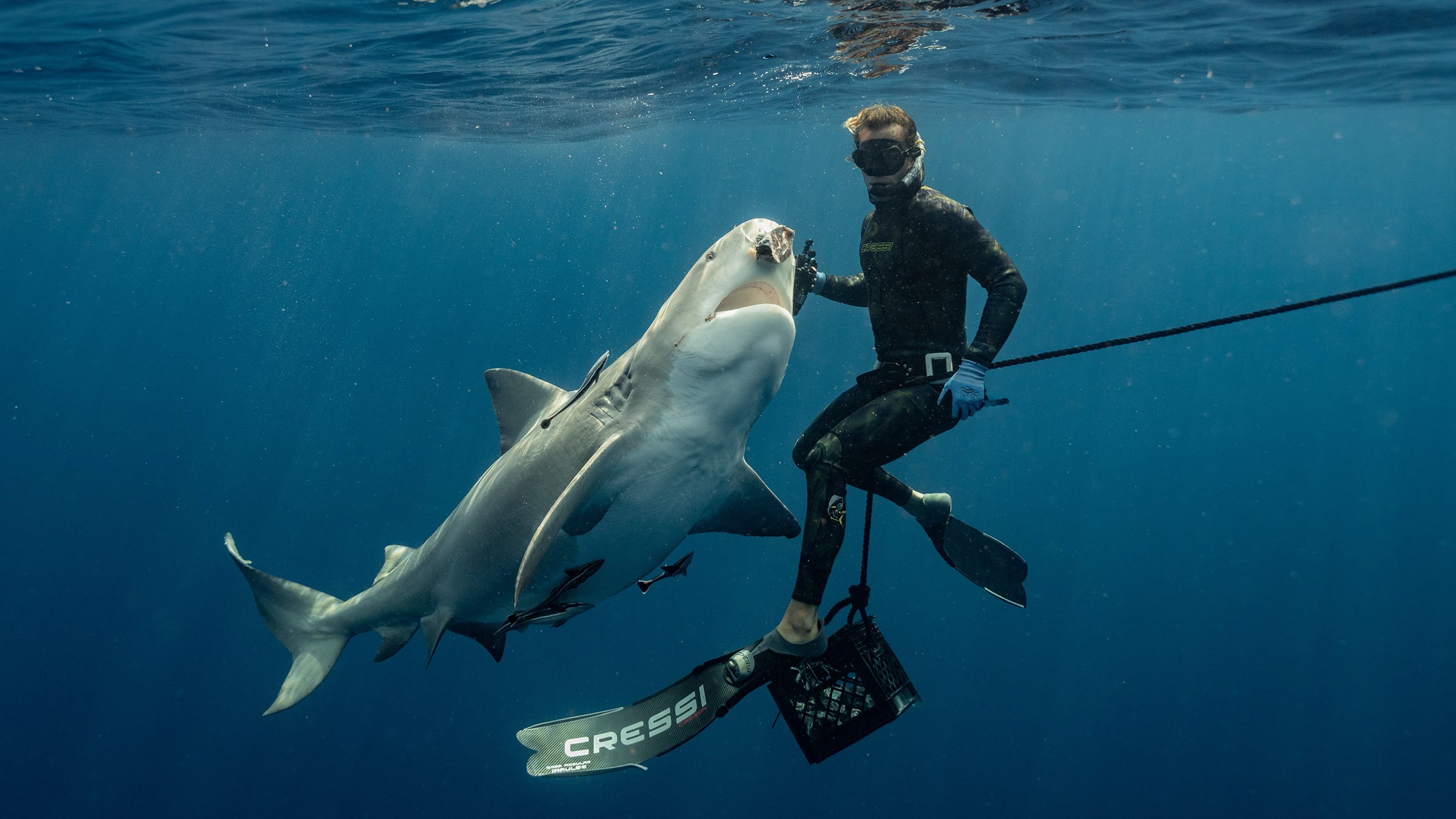Shark diver Tanner Mansell dives with a shark