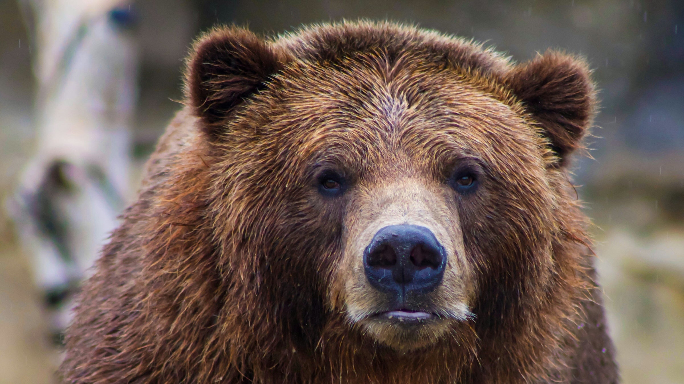 Після нападу начальник Національного парку Кенай-Фіордс та місцеві патрульні штату Аляска закрили стежку та прилеглі території.