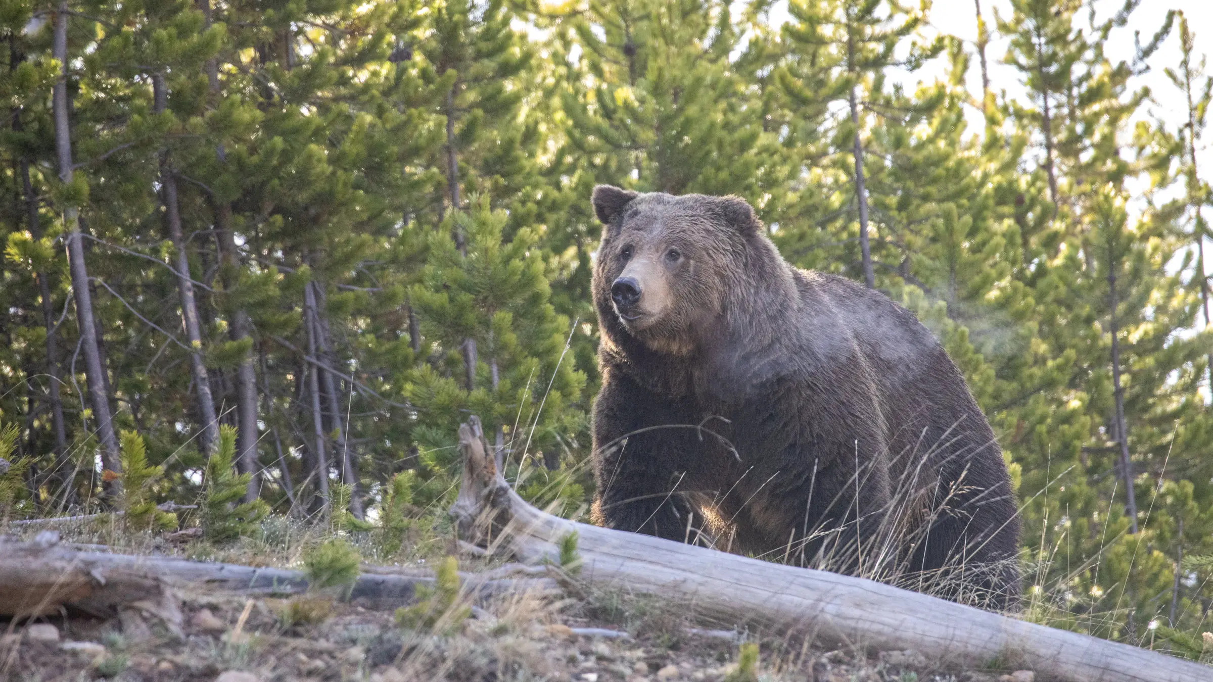 A grizzly in Yellowstone