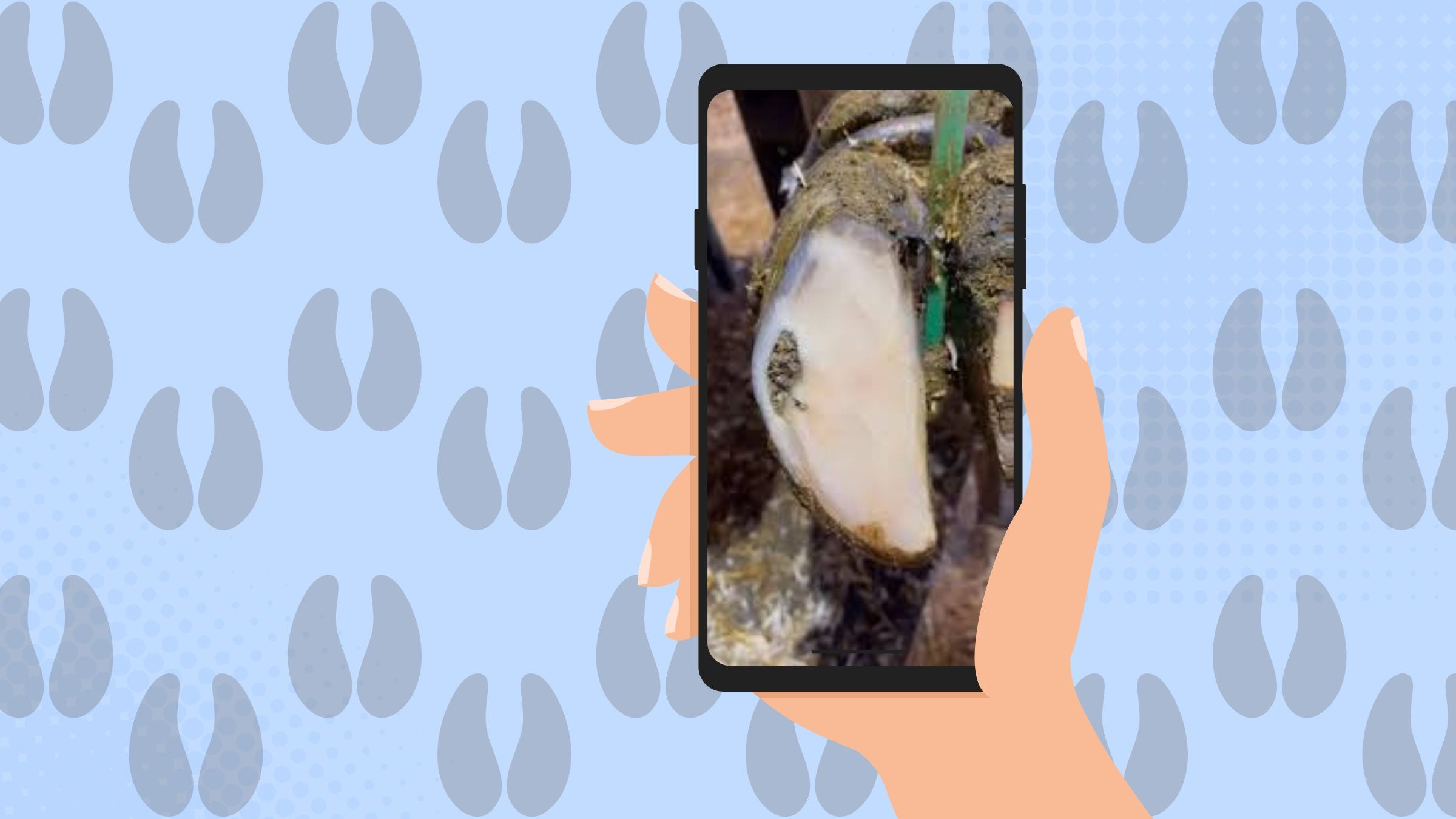 hoof video over phone illustration