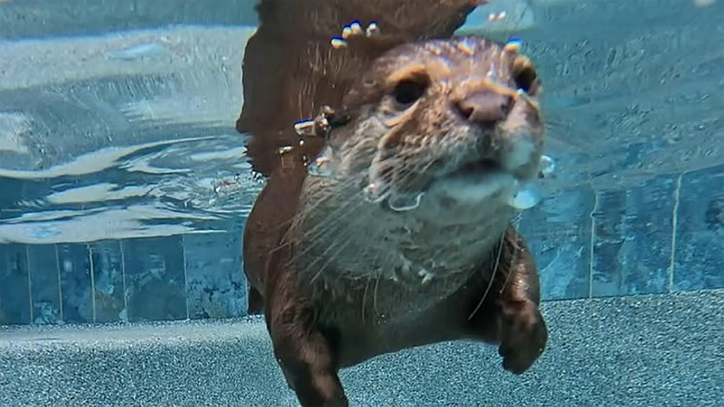 Splash during his training