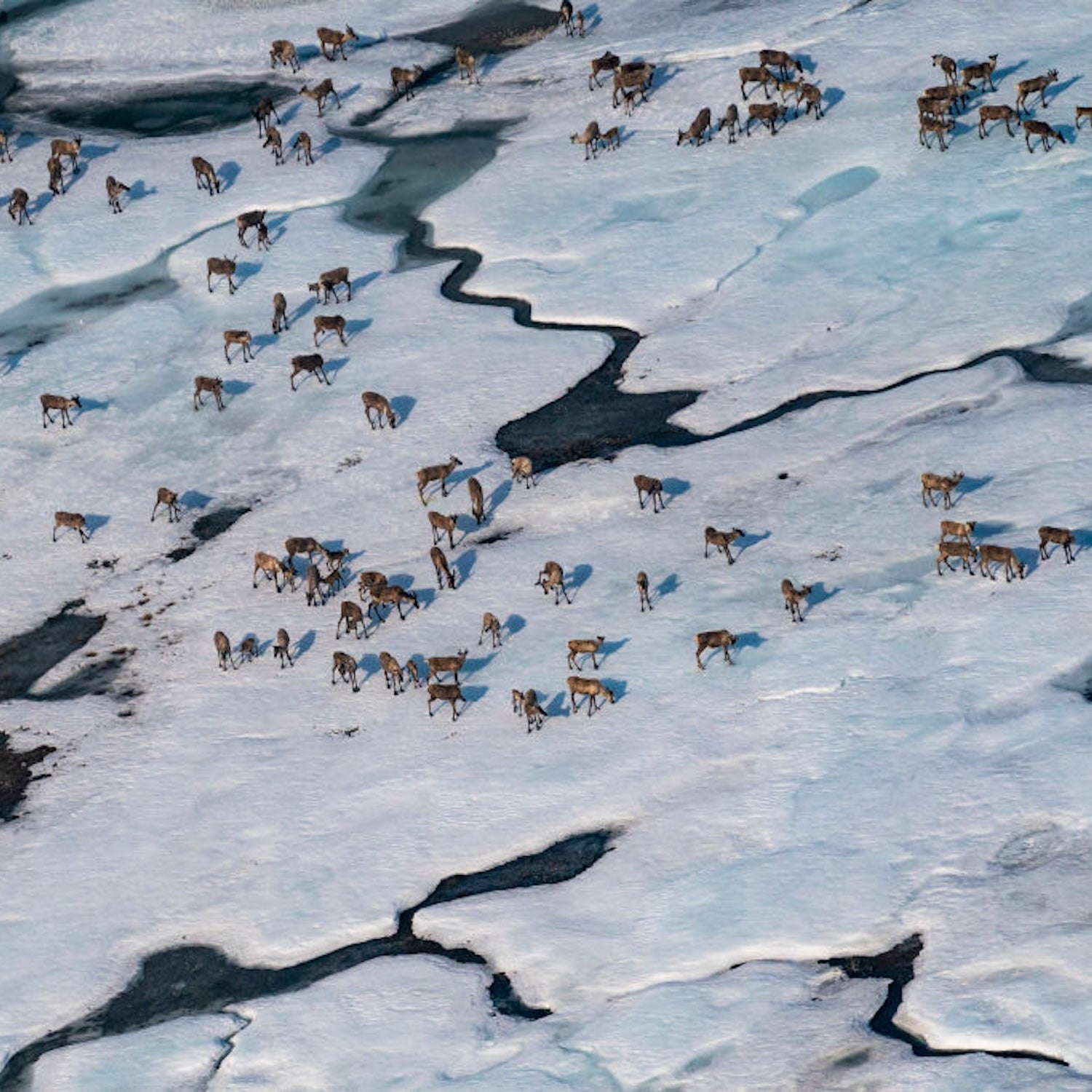 Caribou gather in the Arctic National Wildlife Refuge