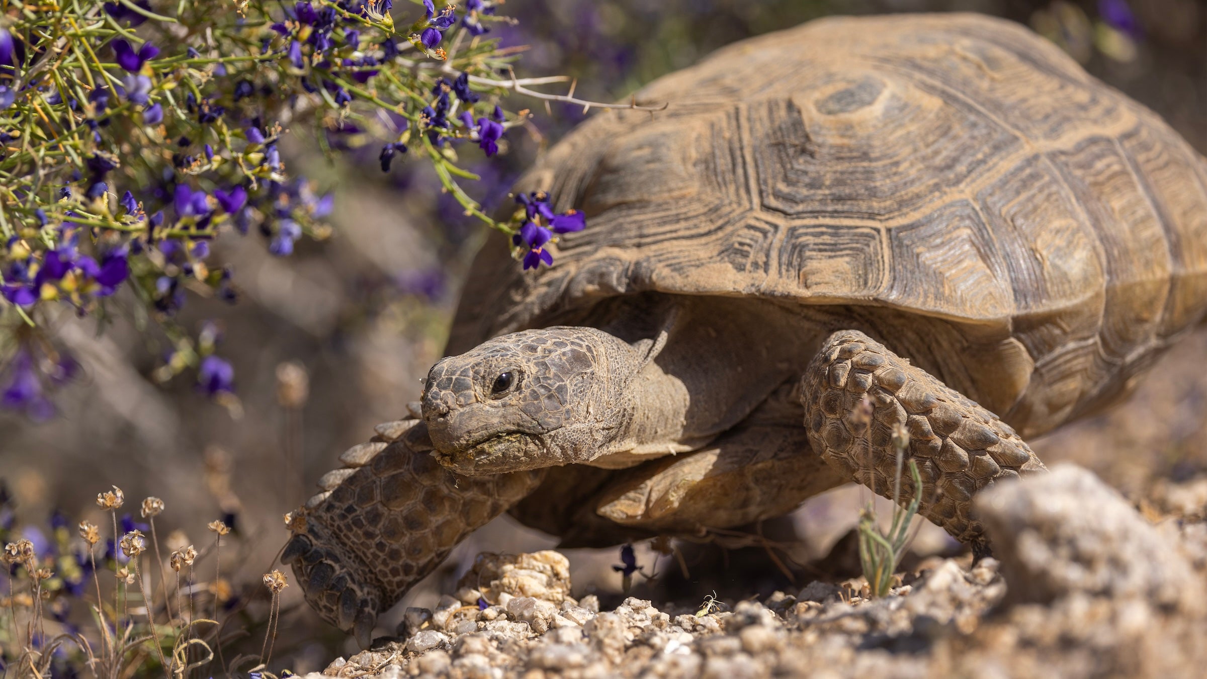 desert tortoise