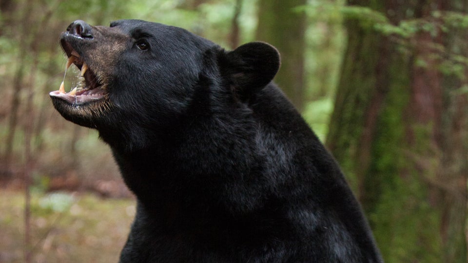 How to Survive a Black Bear Attack Outside Online