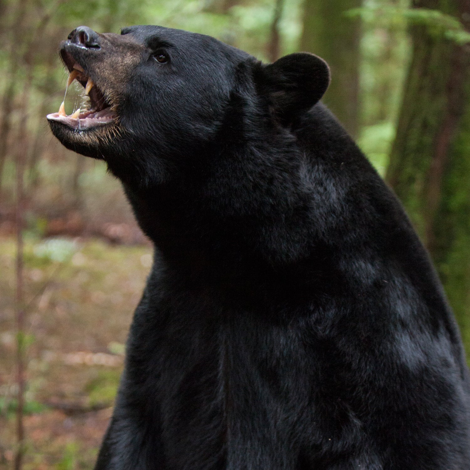 The bear attack in Backcountry was actually close to how the real thing would pan out, but “the film concentrated on the gore too much.”