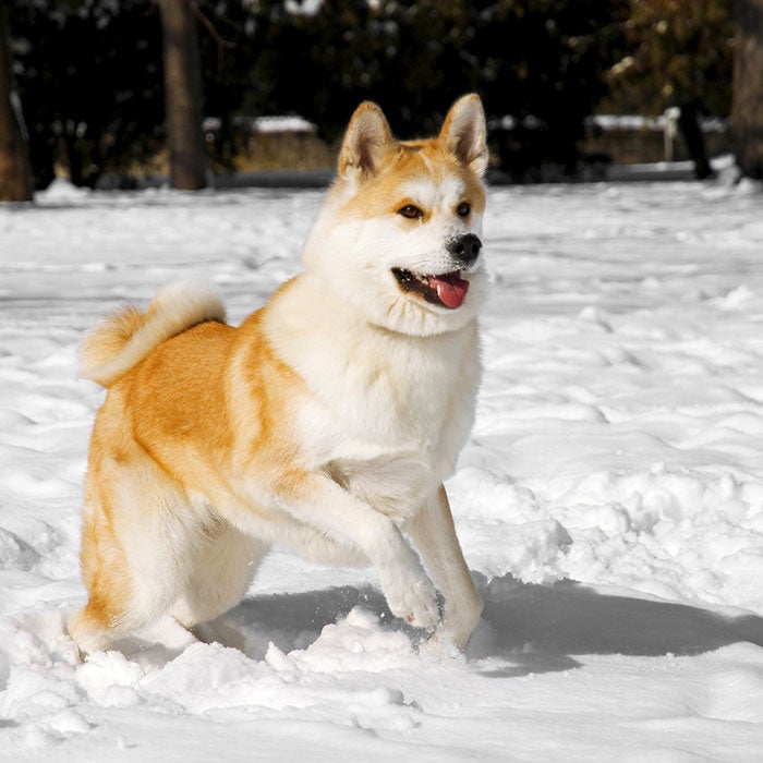 akita most expensive dogs