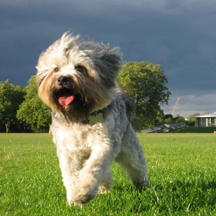 lowchen most expensive dogs