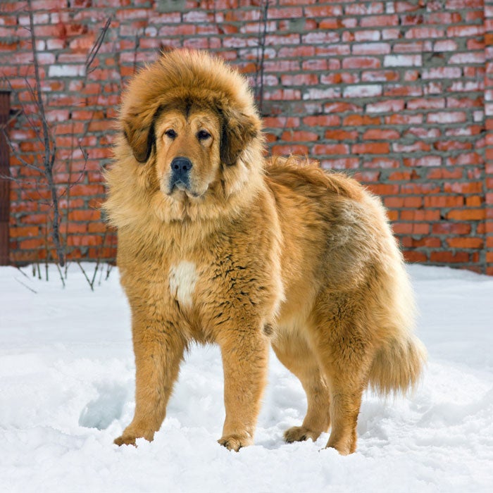 tibetan mastiff most expensive dogs