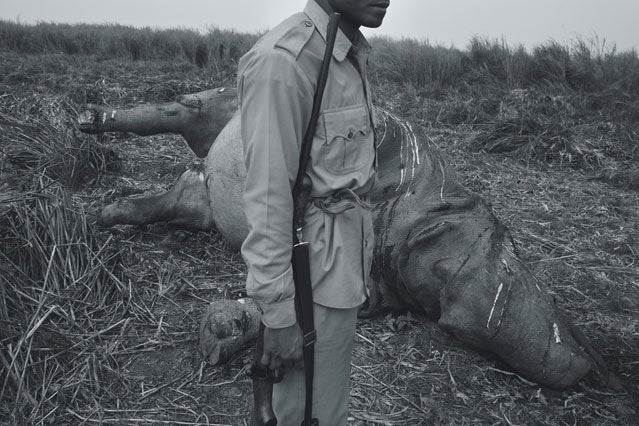 One of Kaziranga National Park's forest guards surveying a poached-rhino carcass.