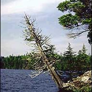 Full steam ahead: a portage-free peak at the Boundary Waters
