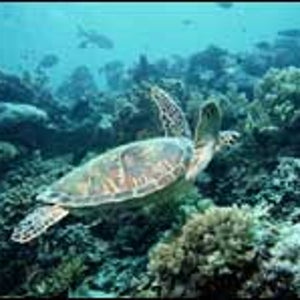 On the job: a green turtle cruises the reef in search of lunch