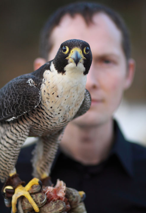 Peregrine falcon