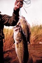 Largemouth bass