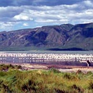 Pretty in pink: flamingoes at Lake Bogoria National Reserve