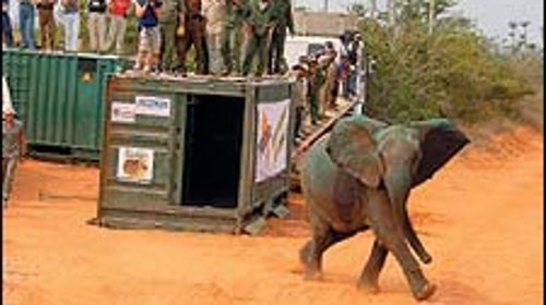 One deportee, set loose in Quiçama.