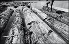 Illegal mahogany seized by IbamaBrazil's environmental agencyawaits a court ruling on the upper reaches of the Rio Xingu.