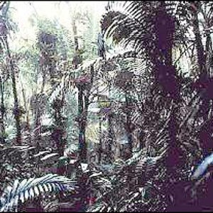 Sierra palms on the slopes of the Caribbean National Forest
