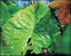 Chief Finiki and his no-good pulaka plants.