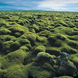 The moss is always greener: lava fields off the Ring Road in South-Central Iceland.