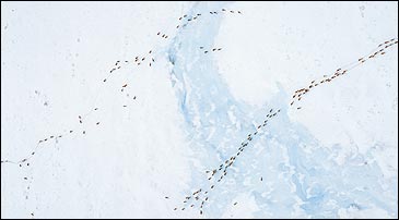 Spring march: the porcupine caribou herd migrates toward its calving grounds in the 1002 area of the Arctic Refuge's coastal plain, May 2002. (Subhankar Banerjee) TO VIEW MORE OF SUBHANKAR BANERJEE'S REMARKABLE PHOTOS OF THE ARCTIC NATIONAL WILDLIFE REFUGE, CLICK HERE