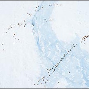 Spring march: the porcupine caribou herd migrates toward its calving grounds in the 1002 area of the Arctic Refuge's coastal plain, May 2002. (Subhankar Banerjee)  TO VIEW MORE OF SUBHANKAR BANERJEE'S REMARKABLE PHOTOS OF THE ARCTIC NATIONAL WILDLIFE REFUGE, CLICK HERE