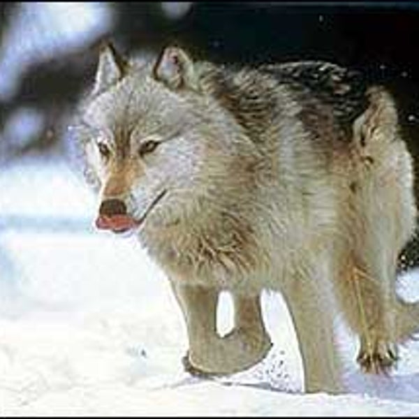 Wolf Number Ten, released in Montana during the 1995 reintroduction project