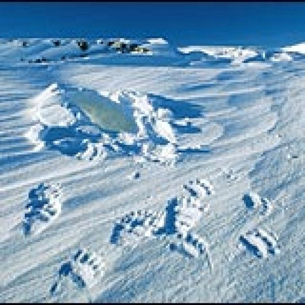 ANWR, conservation
