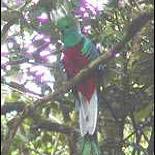 Panama, quetzal, conservation