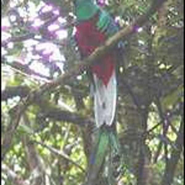 Panama, quetzal, conservation