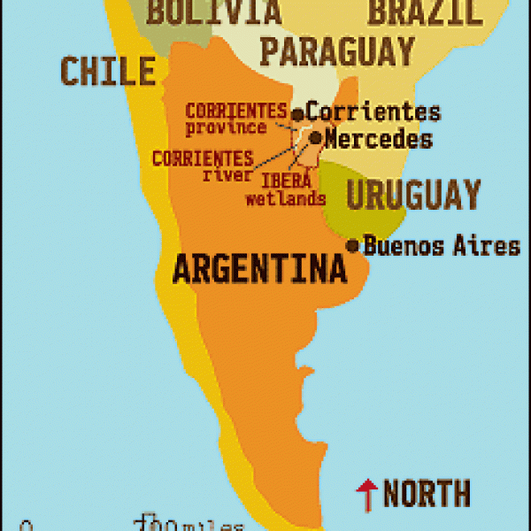 argentina, ibera swamps, piranhas, dorado