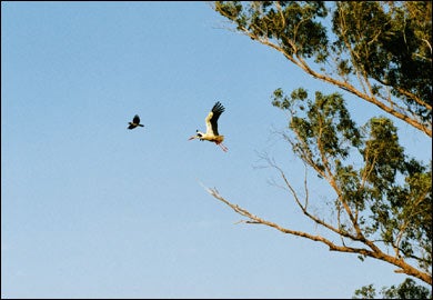 Birds migrating through the Jordan Valley, including a majestic white stork with a six-foot wingspan.
