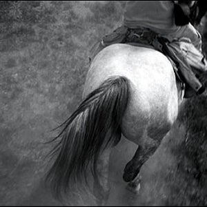 absaroka mountains, horseback riding