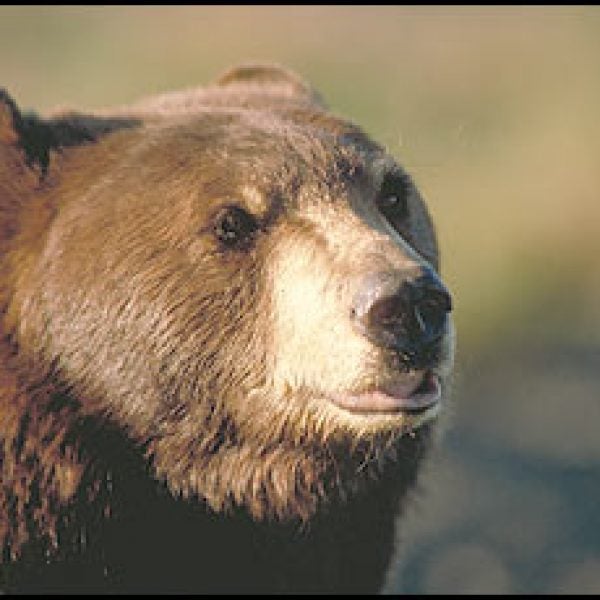 haida, southeast alaska