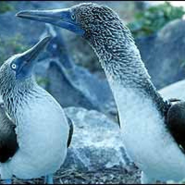 Galapagos