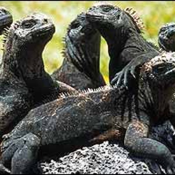 Galapagos