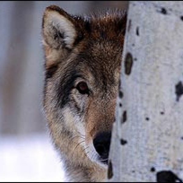 Yellowstone wolf