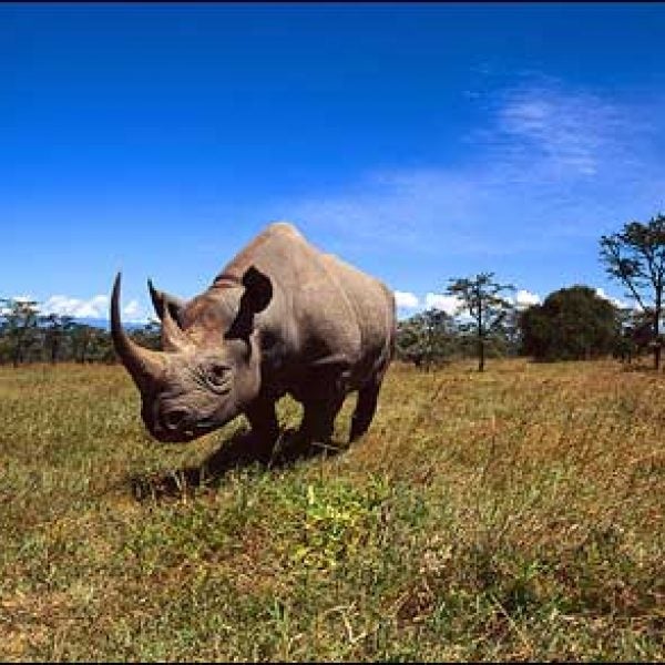 Kenya safari